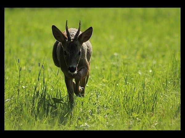 animaux sauvage divers - Page 8
